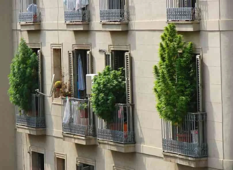 Marihuana Legal barcelona
