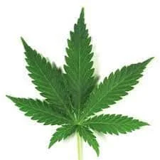 venta de Marihuana Legal barcelona