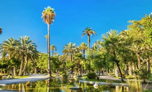 cbd Elche