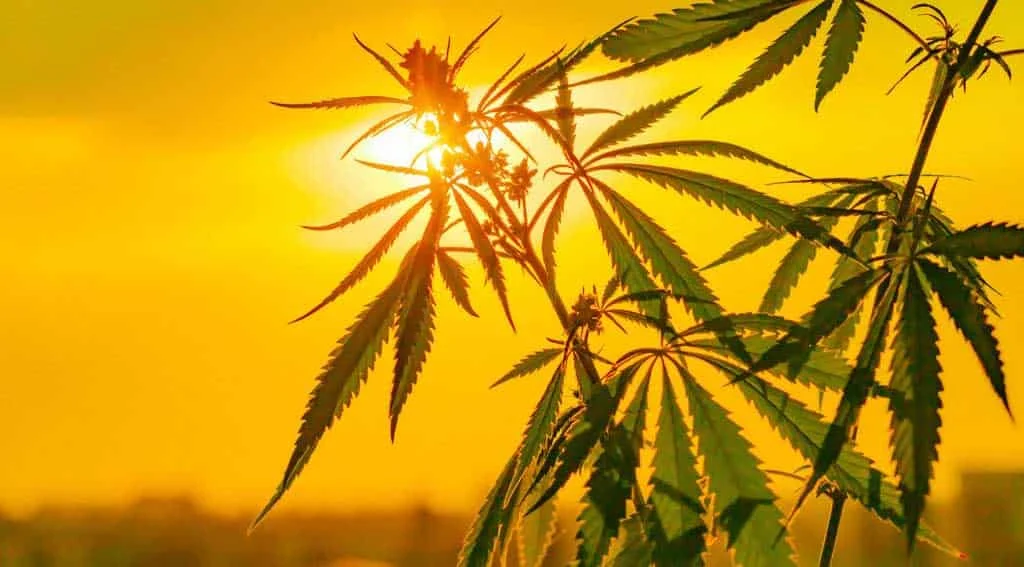 regular cbd espana