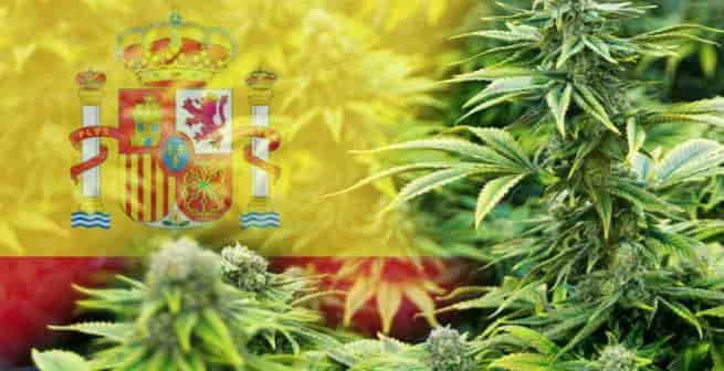 CBD en España es legal