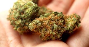 las mejores flores de marihuana