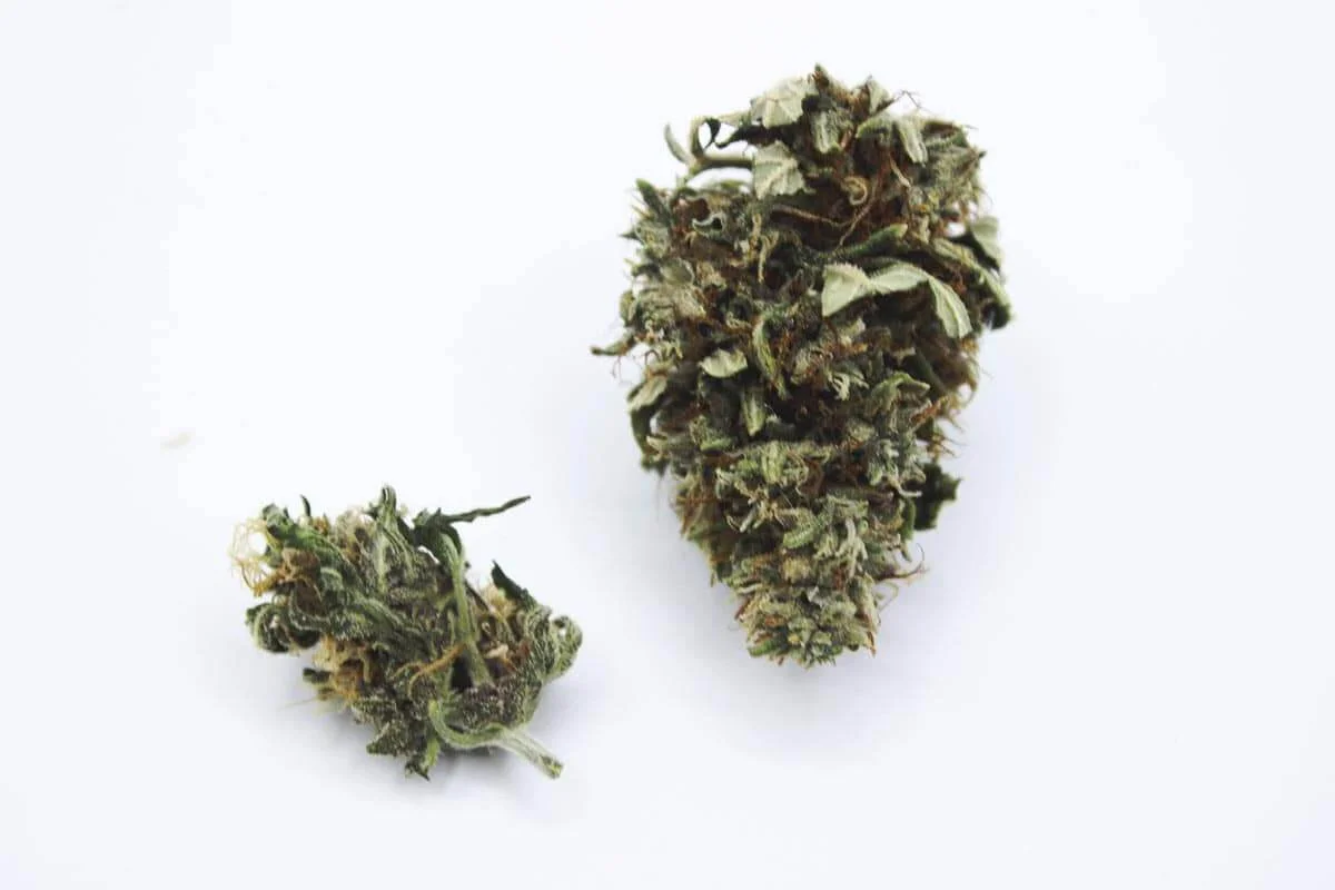 cuanto dura el cbd en el cuerpo