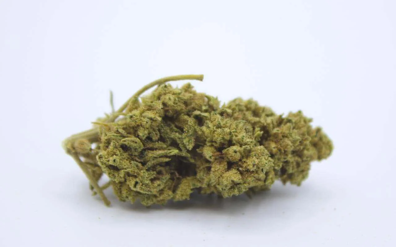 cogollo con olor terpenos