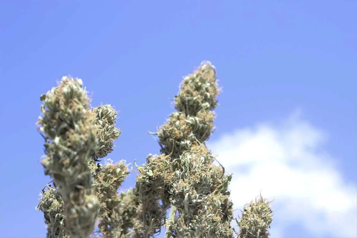 cogollos indica sativa diferencias