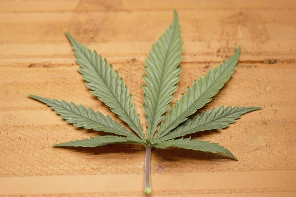 diferencia hoja indica sativa