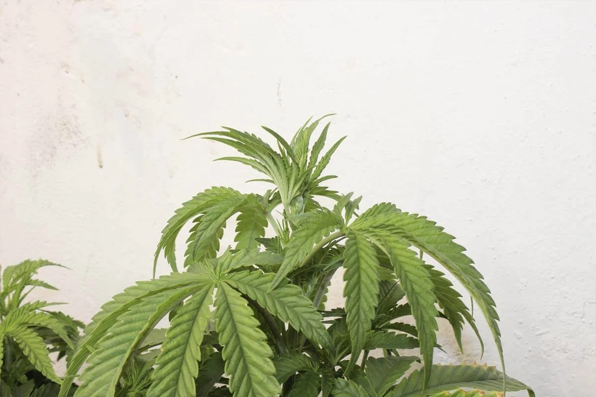 diferencias entre sativa indica efectos