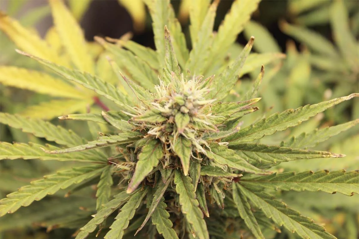 diferencias indica y sativa