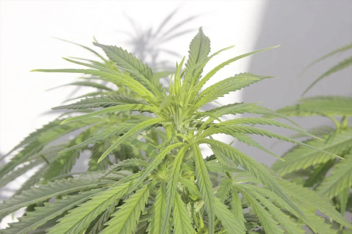 forma de las hojas de la marihuana
