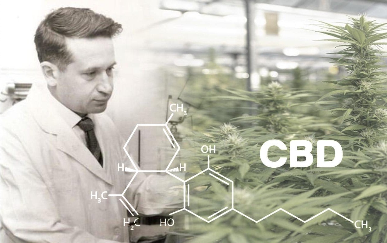 Raphael Mechoulam descubrió los secretos del cannabis medicinal y del aceite de cáñamo
