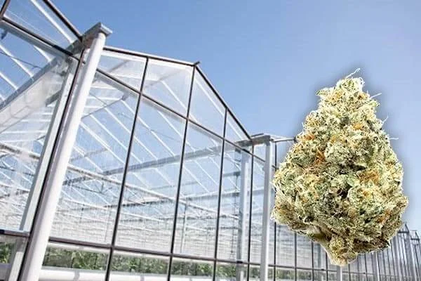 Flor de CBD frente a invernadero en cultivo greenhouse
