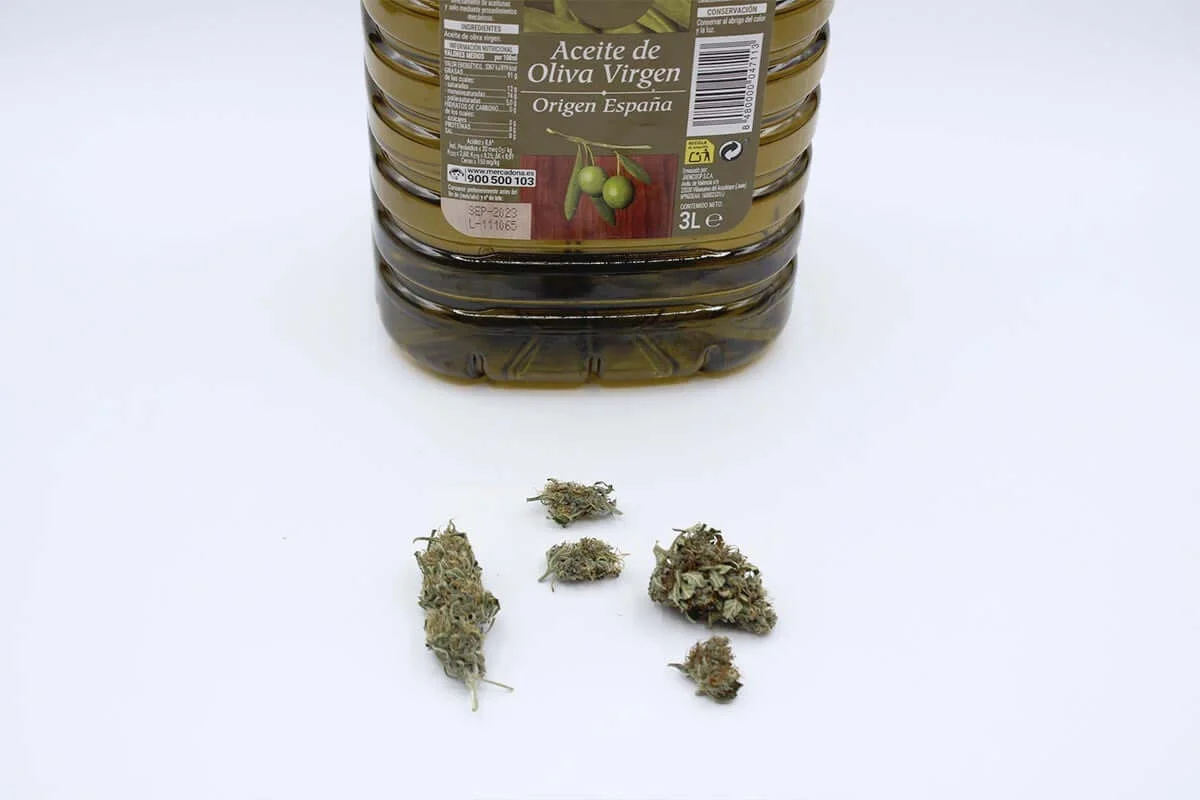 extracción de cannabinoides con aceite de oliva