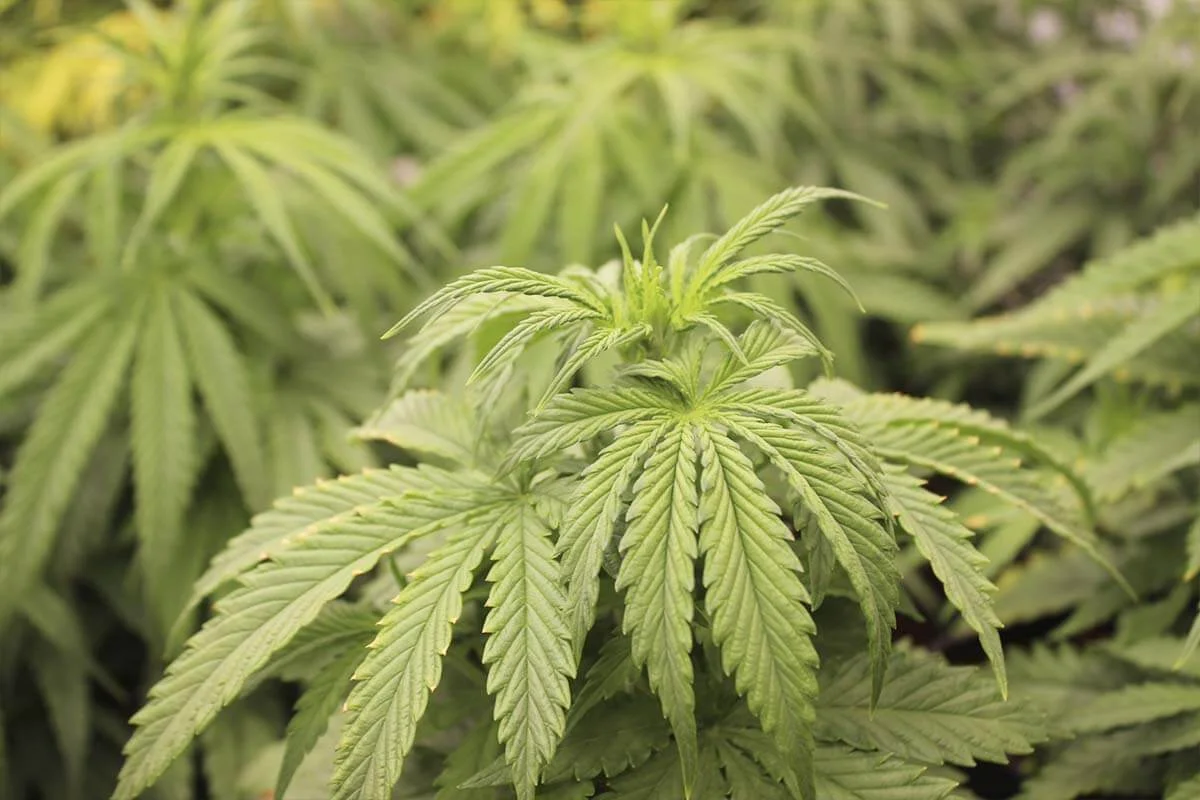 Planta de cannabis vegetativa Planta de cannabis en fase vegetativa