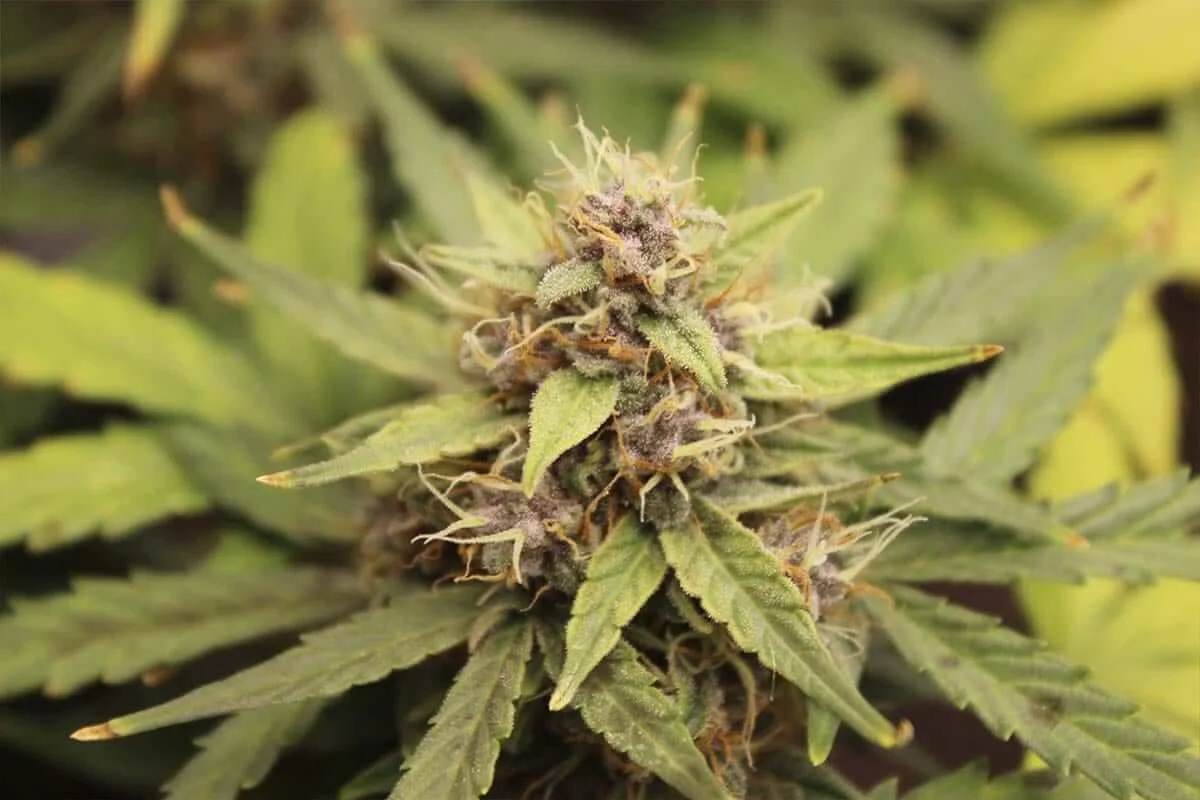 Flor de marihuana hembra Flor de marihuana hembra en plena floración con tricomas visibles