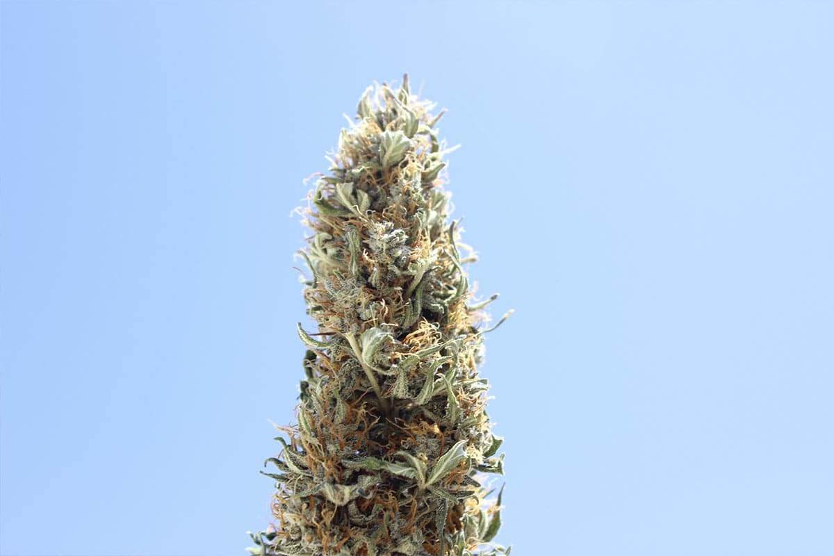 flor de marihuanas