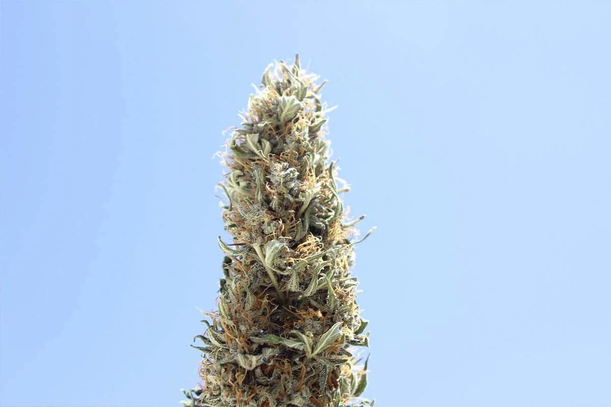 Flor de marihuana outdoor Cogollo de marihuana cultivado al sol con cielo azul de fondo