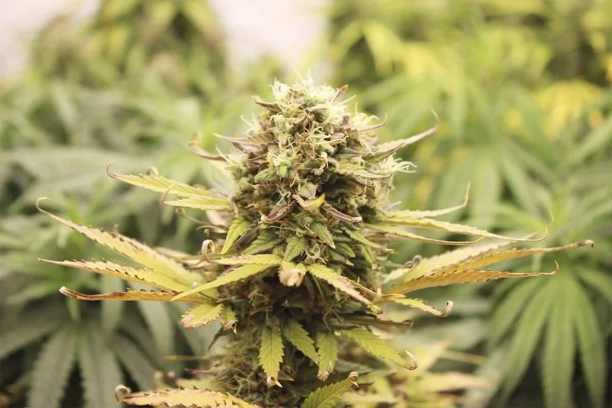 Floración completa de marihuana Cogollo denso de marihuana rodeado de hojas amarillas