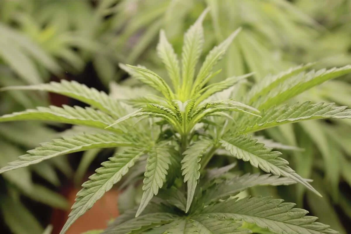 Hojas de cannabis Hojas jóvenes de cannabis en proceso de crecimiento