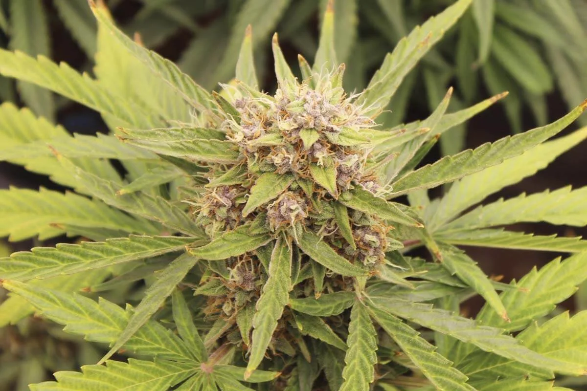 flores de mariguana