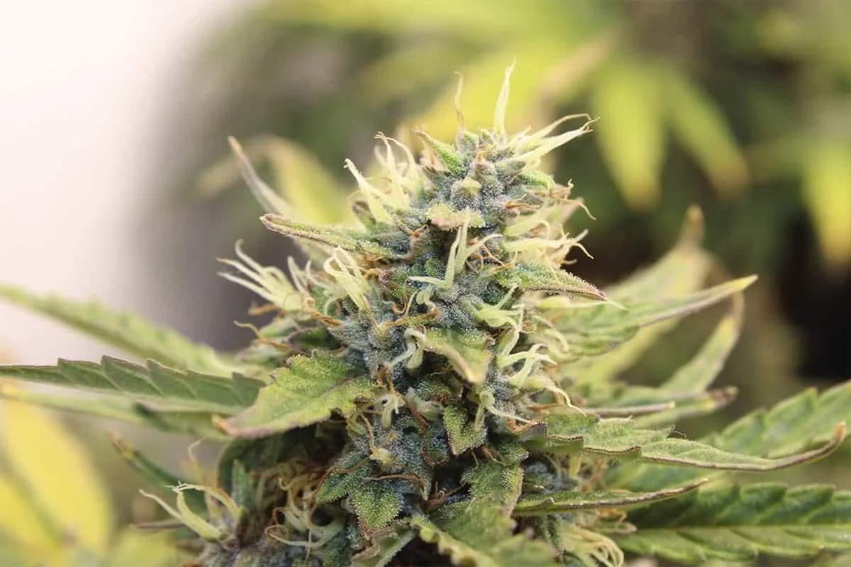 flores de marihuana