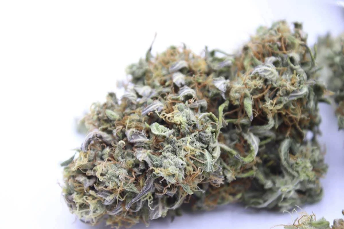 Flor de marihuana seca Cogollo seco de marihuana sobre fondo blanco