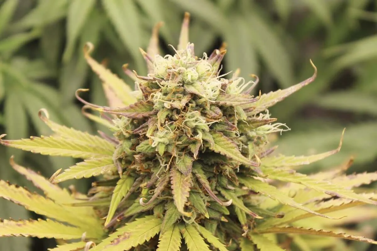 Clases de flores de marihuana Floración de marihuana con tonalidades moradas y hojas amarillas