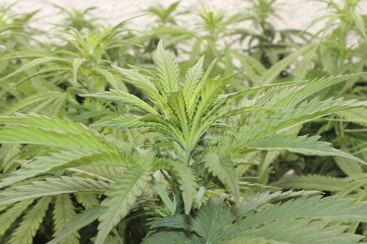 preflor marihuana