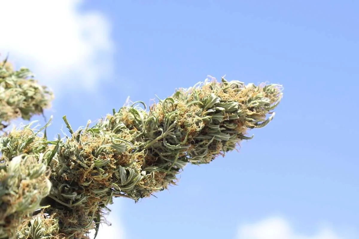 Tipos de flores de marihuana Variedades de flores de marihuana cultivadas al aire libre
