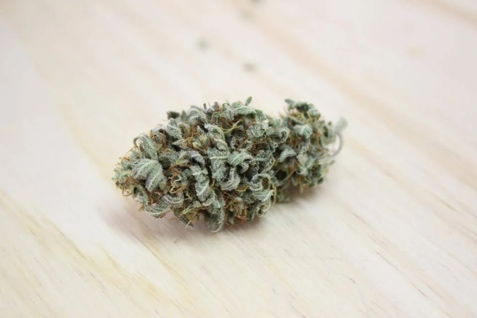 Cogollo de CBD de cultivo en invernadero