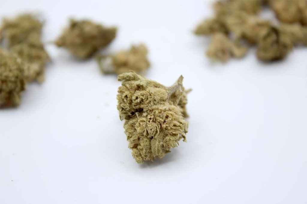 Cogollos de CBD con aroma cítrico ricos en limoneno