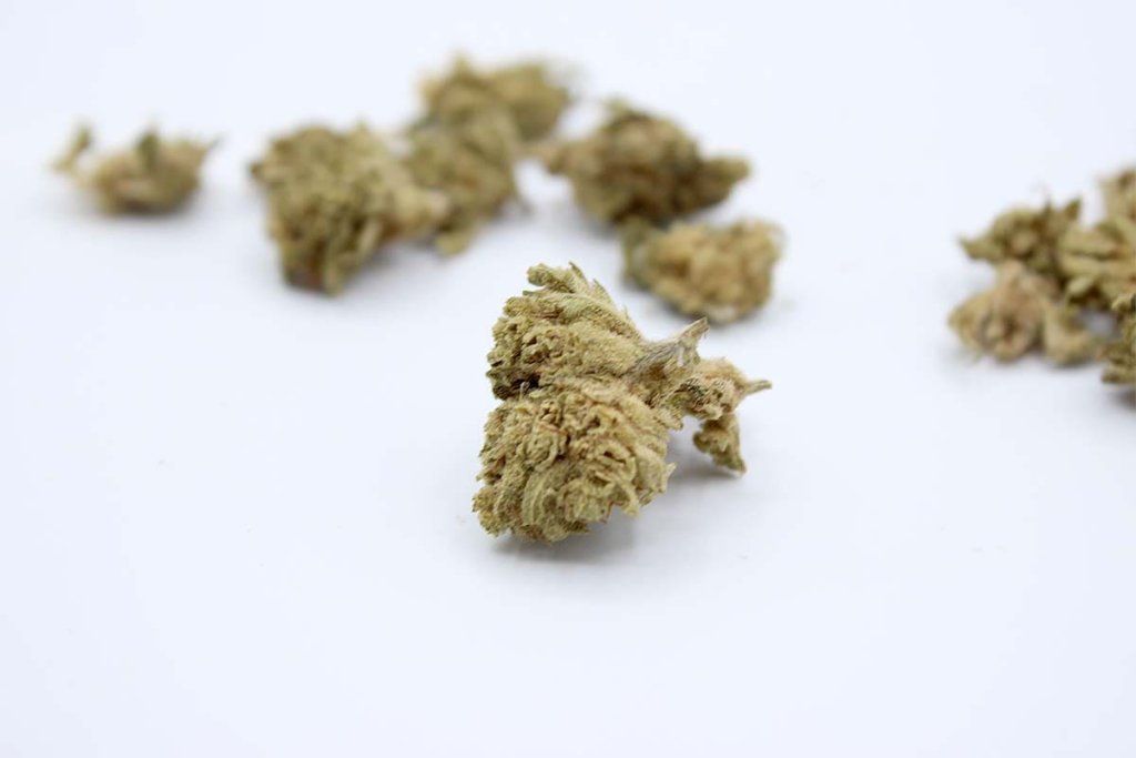 Diferentes flores de CBD mostrando diversidad de terpenos
