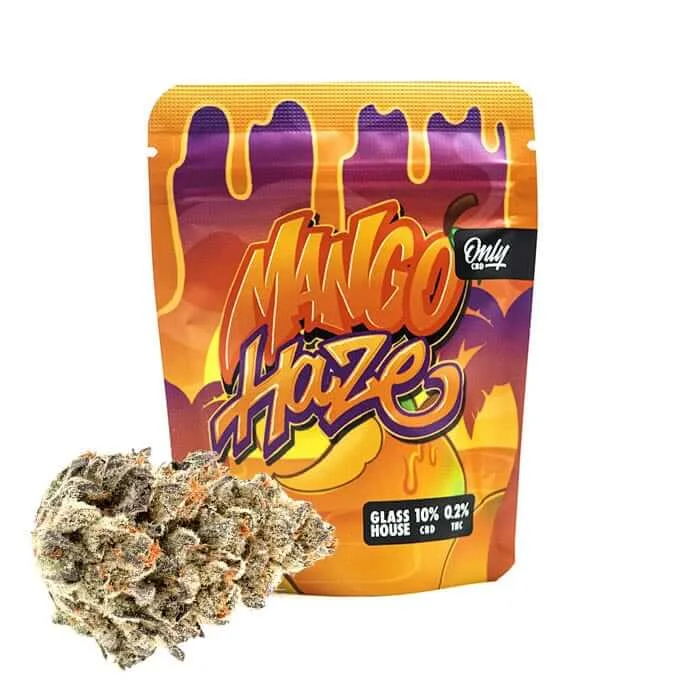 Mango Haze OnlyCBD – flor CBD con terpenos tropicales y estructura compacta