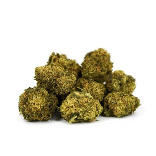 Amnesia Haze small buds Natural Suit 10g