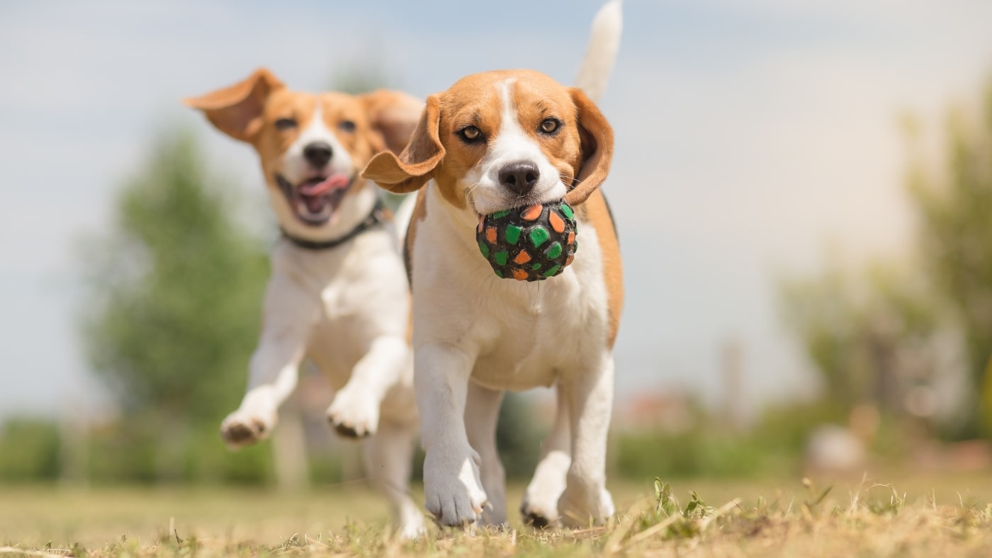 Reduccion de inflamación y dolor mascotas cbd