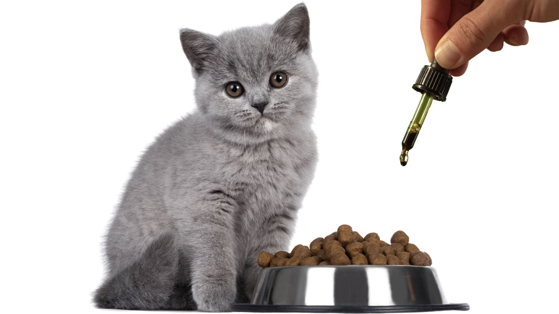 mejores aceites cbd para gatos