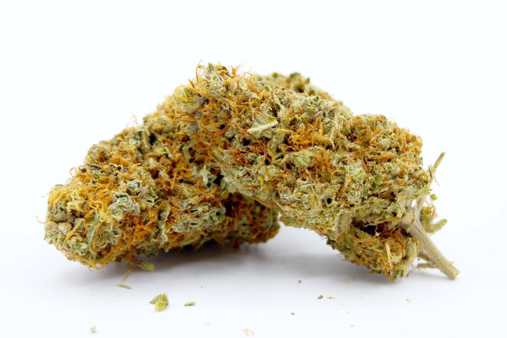 Cogollo de CBD compacto y resinoso en primer plano