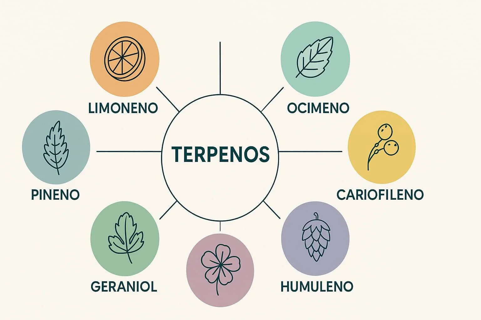 Infografía con los tipos de terpenos en CBD