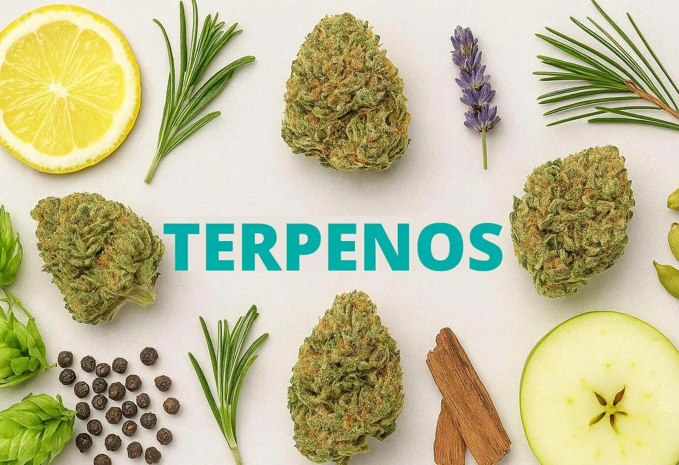 Flores de CBD junto a ingredientes naturales que representan los terpenos