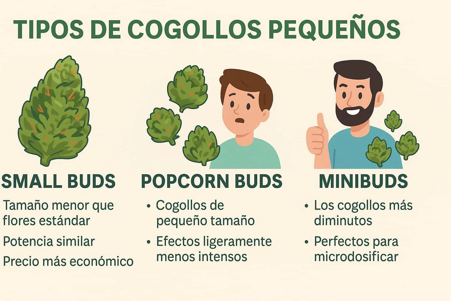 Infografía ilustrada de Small Buds, Popcorn Buds y Minibuds CBD
