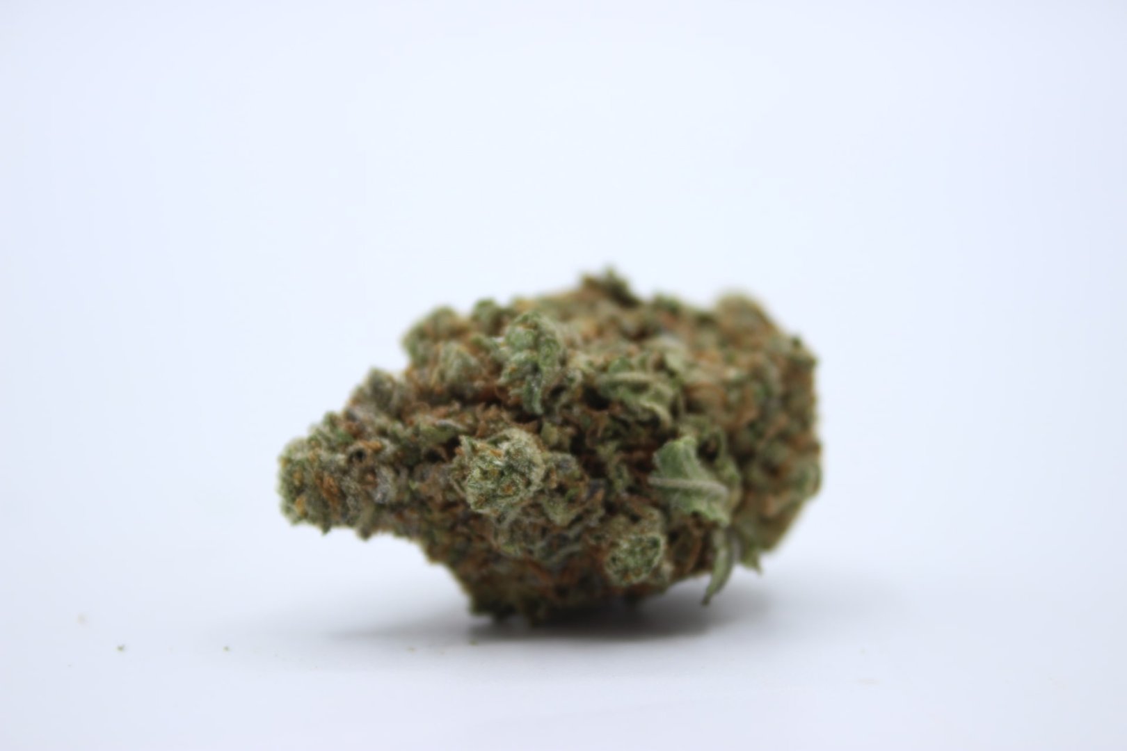 Cogollo de CBD aislado sobre fondo blanco, con signos de sequedad
