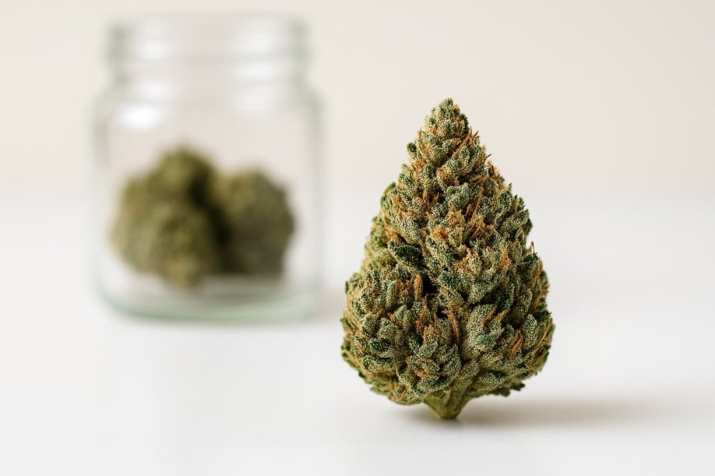 Cogollo CBD grande y resinoso, representando un aroma fuerte al abrir el envase