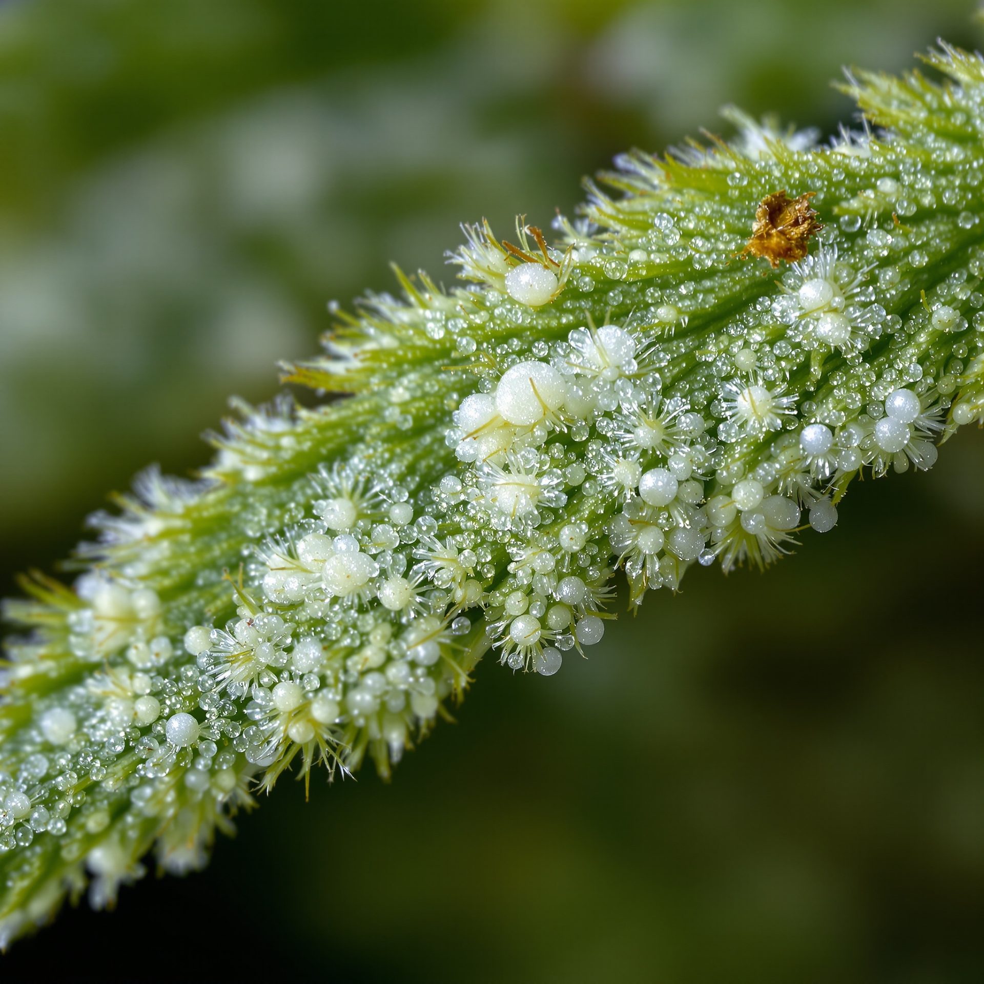 Macro extremo de tricomas en hoja de azúcar de AK-47 CBD con cabezas blancas y ámbar maduras