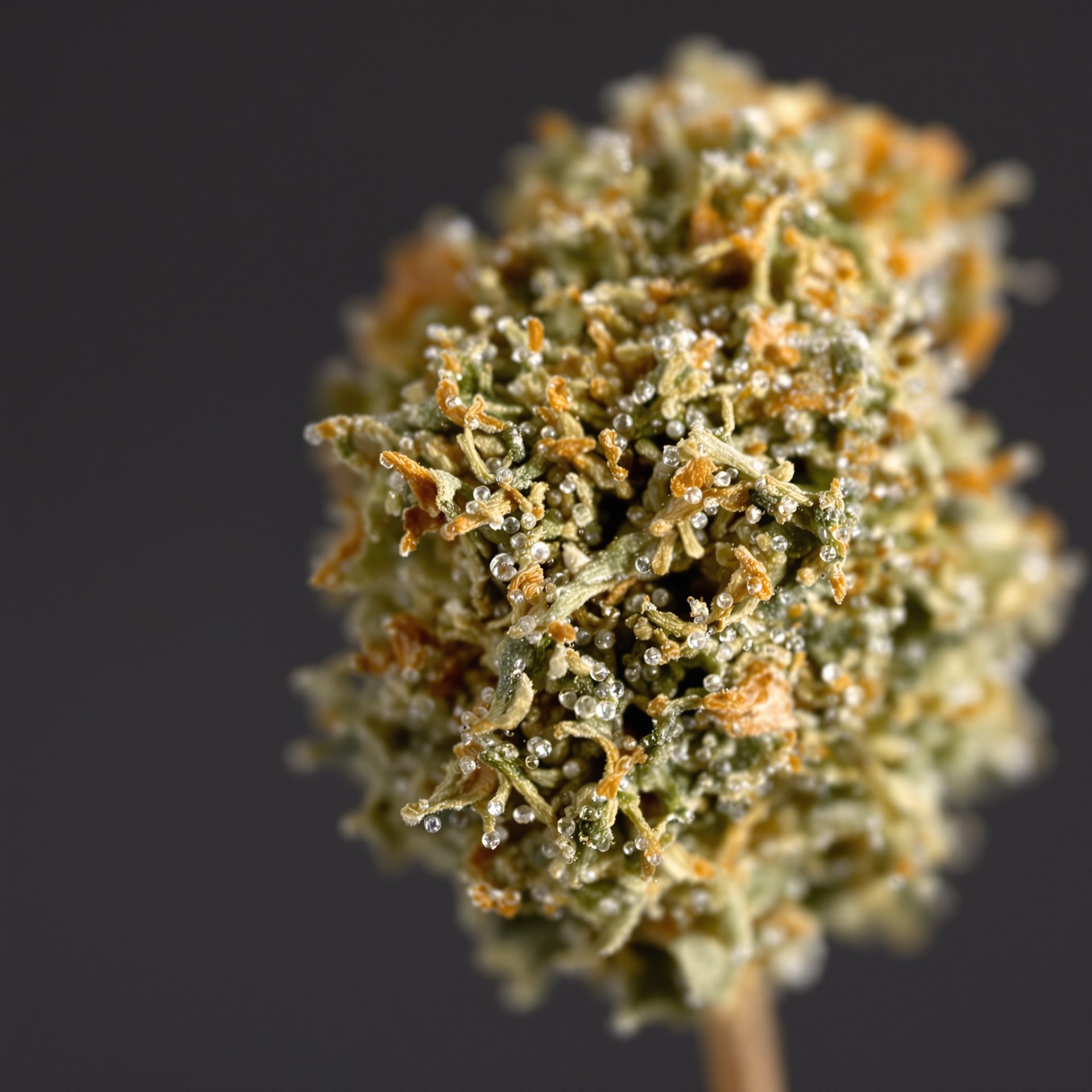 Macro de cogollo seco de CBD con tricomas reales y pistilos curados sobre fondo gris oscuro