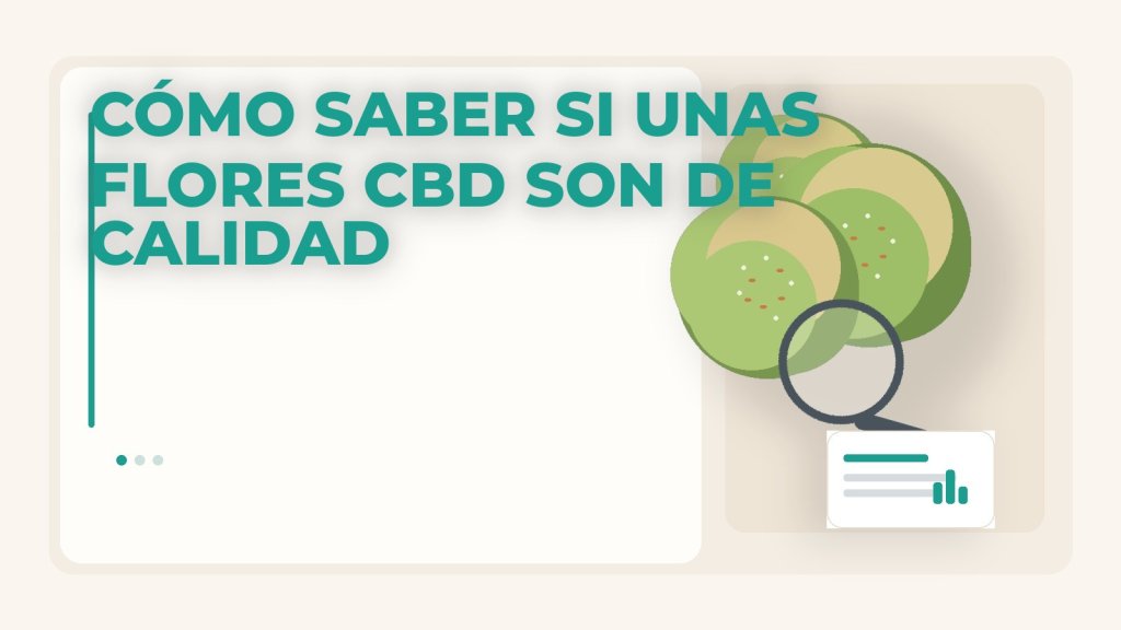 Cómo saber si unas flores CBD son de calidad con composición editorial clara