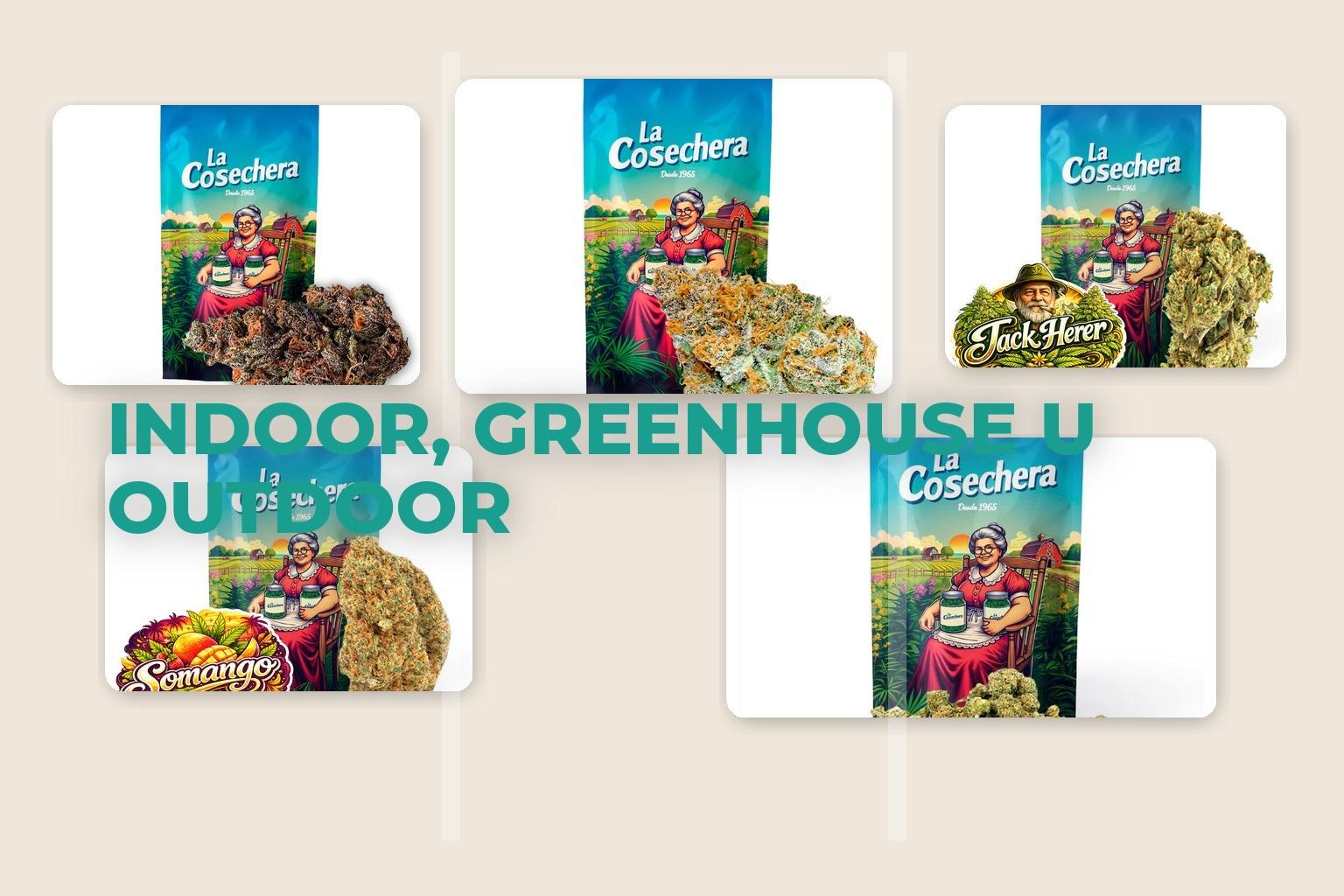 Indoor greenhouse y outdoor en flores CBD comparadas con collage real