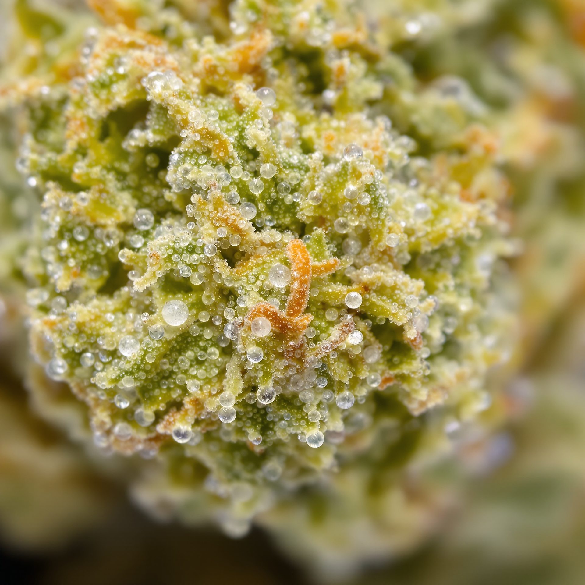 Macro extremo de tricomas y pistilo sobre cáliz de Amnesia CBD