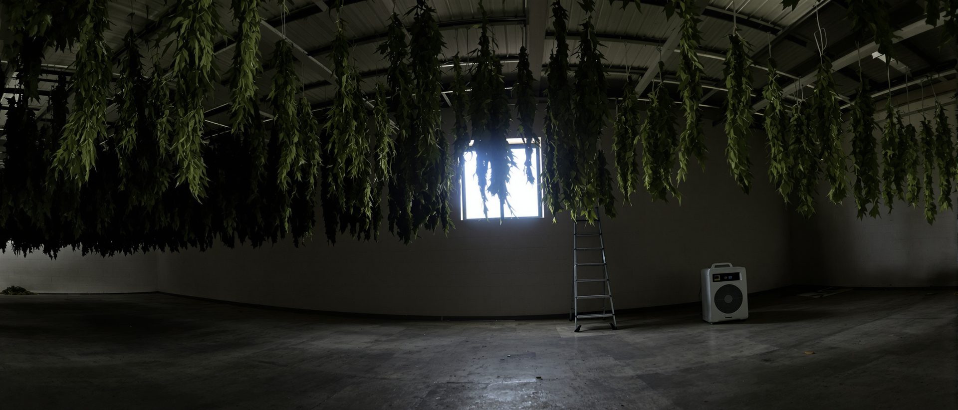 Sala de secado industrial con plantas jóvenes de cannabis CBD colgadas para cosecha temprana CBG