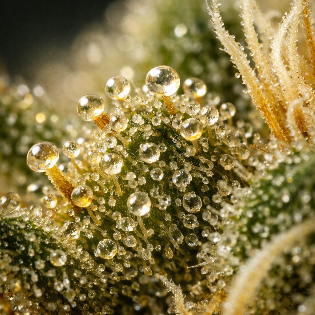 Flores CBD baratas con calidad real y garantía legal