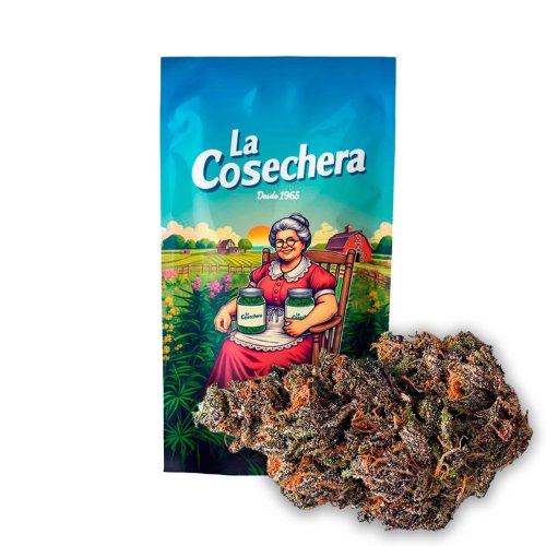 Cogollo de Blue Magic CBD indoor de La Cosechera con tonos violáceos, resina blanca y aroma a arándano